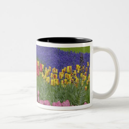 Garden of tulips Grape Hyacinth and Two_Tone Coffee Mug