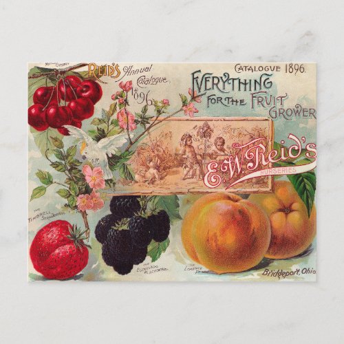 Garden Orchard Fruit Flower Vintage Art Postcard