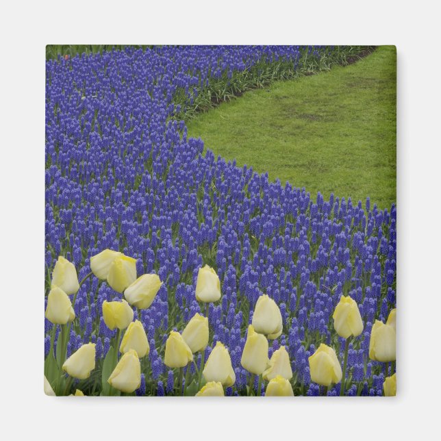 Garden pattern of Grape Hyacinth flowers and 2 Magnet (Front)