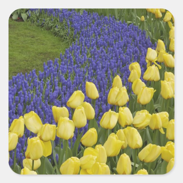 Garden pattern of Grape Hyacinth flowers and Square Sticker (Front)