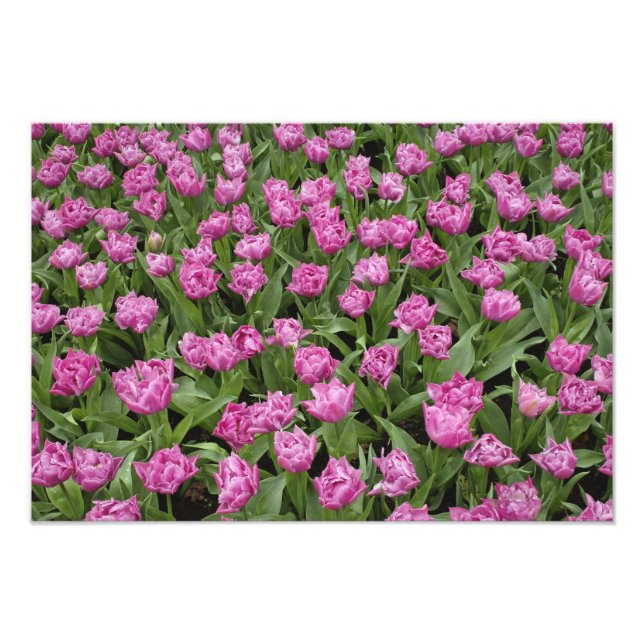 Garden pattern of tulips, Keukenhof Gardens, Photo Print (Front)