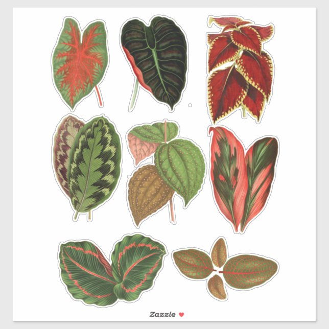 Garden Plant leaves botanical art illustrations Sticker (Sheet)