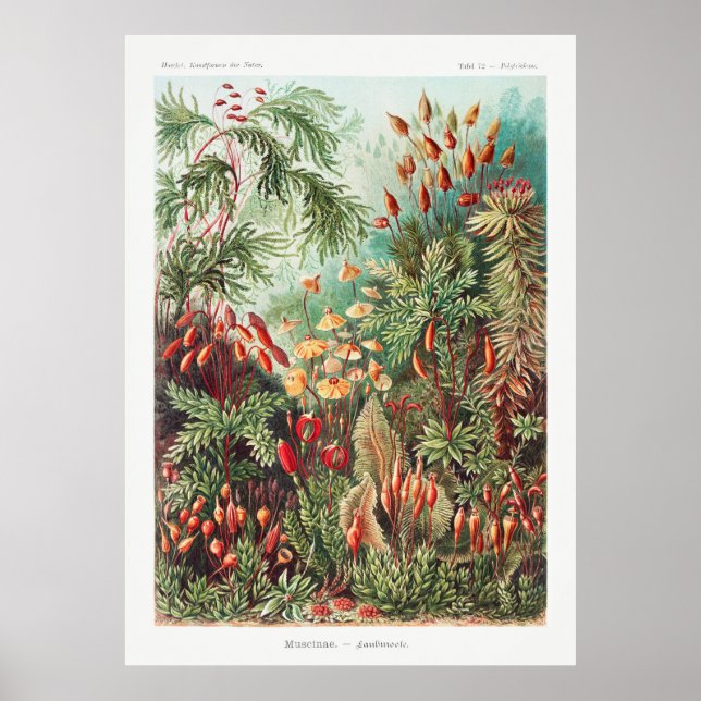 Garden Plants Poster (Front)