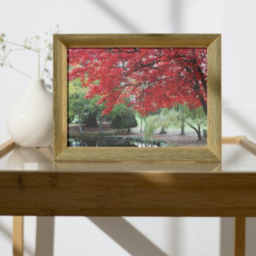 Garden Pond Autumn Colored Maple Leaves Photo Print