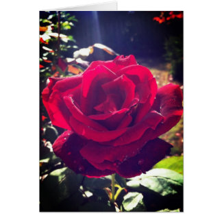 Garden rose cards