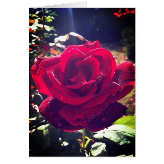 Garden rose cards (Front)