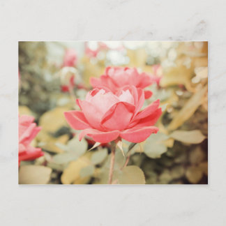 Garden Rose Postcard