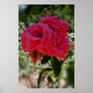 Garden Rose Poster