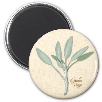 Garden Sage Herb Magnet by pomegranate_gallery at Zazzle