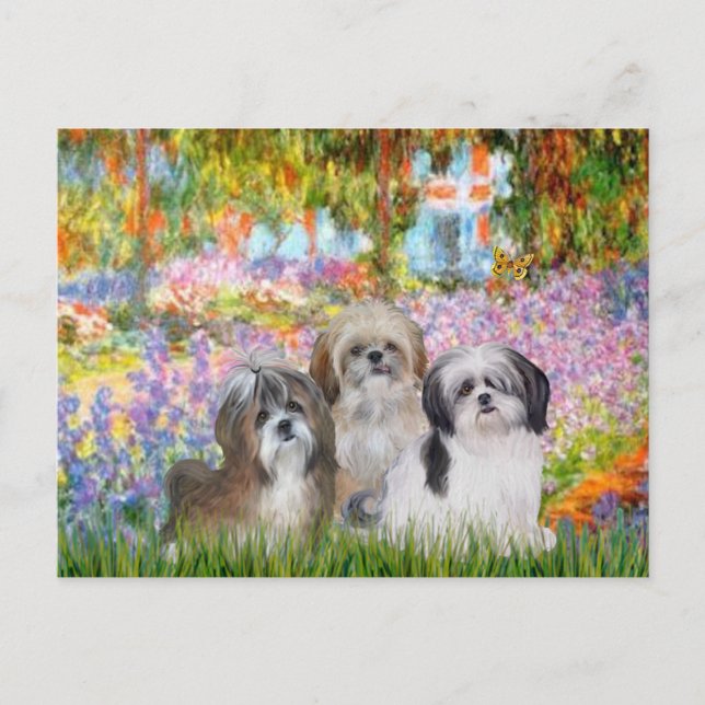 Garden - Shih Tzus (three) Postcard (Front)