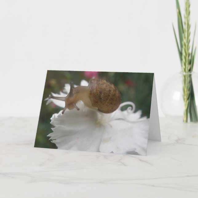 Garden Snail and White Carnation Greeting Card (Front)