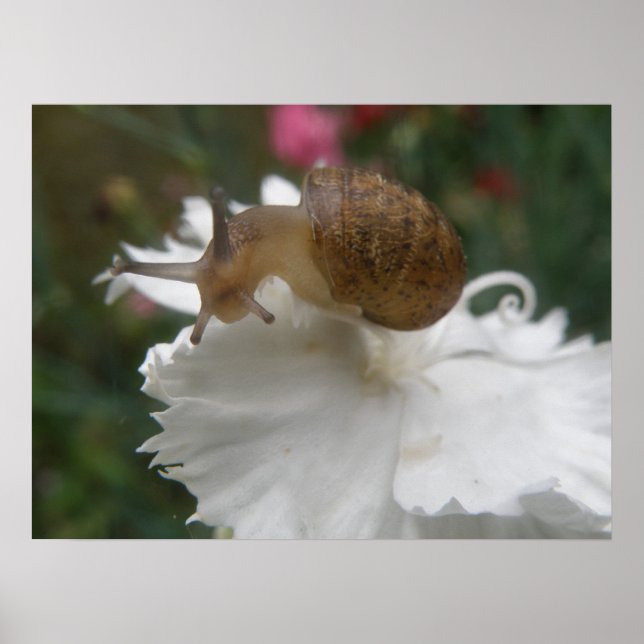 Garden Snail and White Carnation Print (Front)