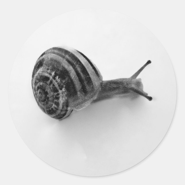 Garden Snail Nature Photography Classic Round Sticker (Front)