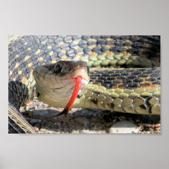 Garden snake poster (Front)