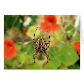 Garden Spider (Front Horizontal)