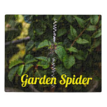 Garden Spider Building a Web