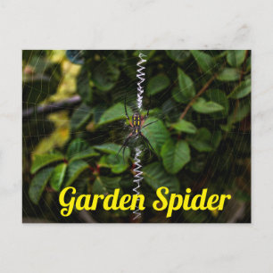 Garden Spider Building a Web Postard Postcard