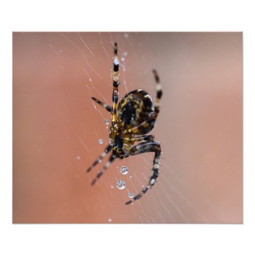 Garden Spider Photo Print