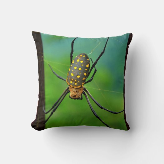 Garden Spider