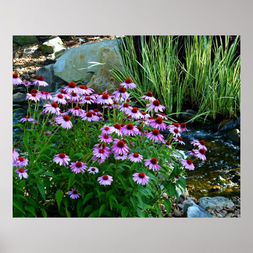 Garden Stream with Purple Coneflowers Poster