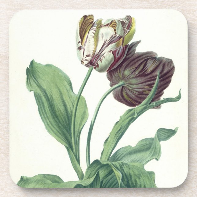 Garden Tulip, from 'Opera Botanica', engraved by L Beverage Coaster (Front)