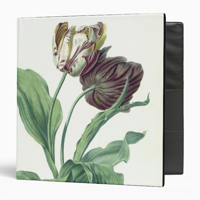 Garden Tulip, from 'Opera Botanica', engraved by L Binder (Front/Inside)