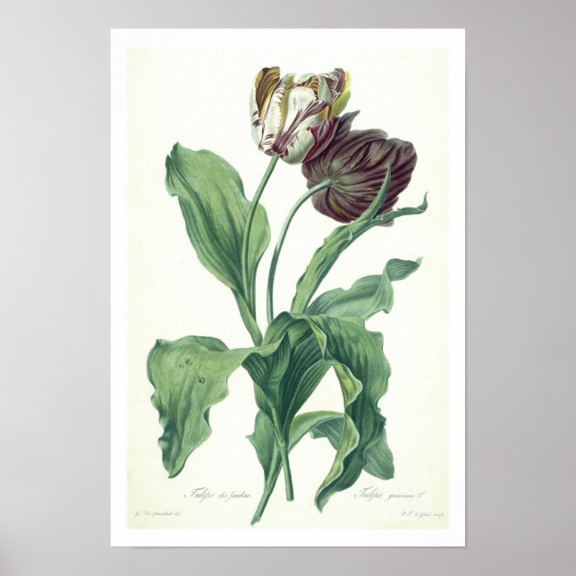 Garden Tulip, from 'Opera Botanica', engraved by L Poster (Front)