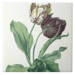 Garden Tulip, from 'Opera Botanica', engraved by L Tile