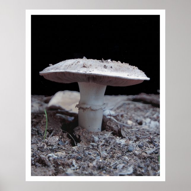 Garden Variey Mushroom Poster (Front)