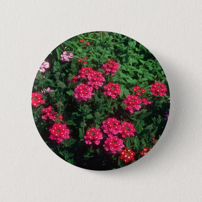 Garden Verbena (Verbena Hybrida) flowers Pinback Button (Front)