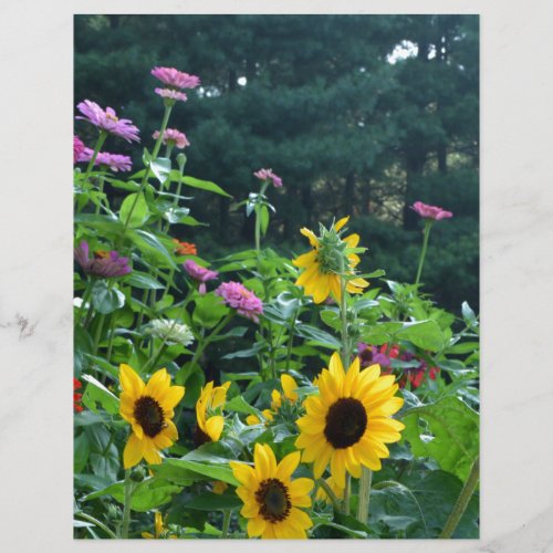 Garden View daisies cosmos sunflowers mums