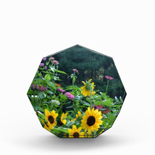 Garden View_ sunflower daisies cosmos Acrylic Award