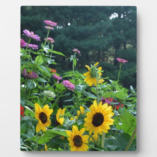 Garden View_ sunflower daisies cosmos Plaque
