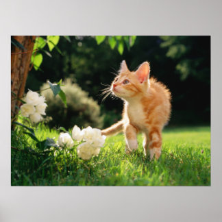 Garden Walk Tabby Cat Print