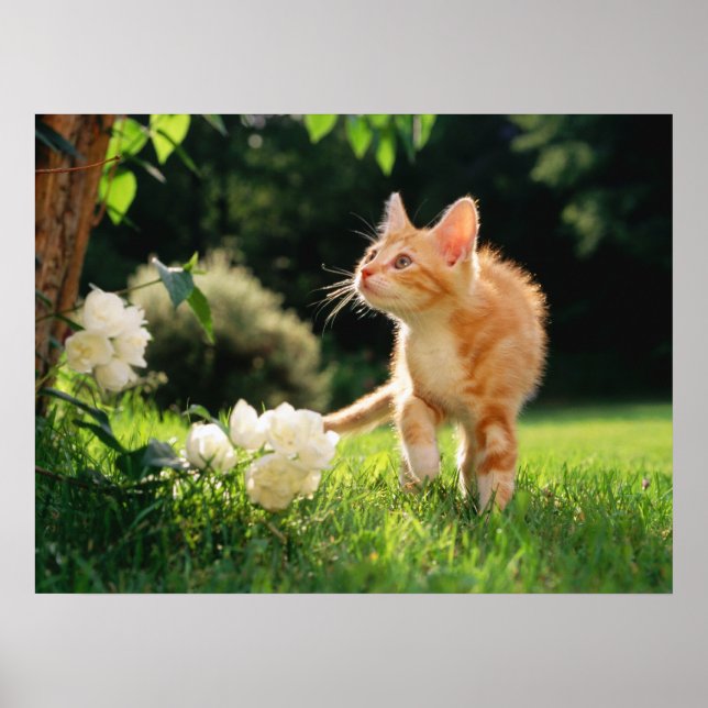 Garden Walk Tabby Cat Print (Front)