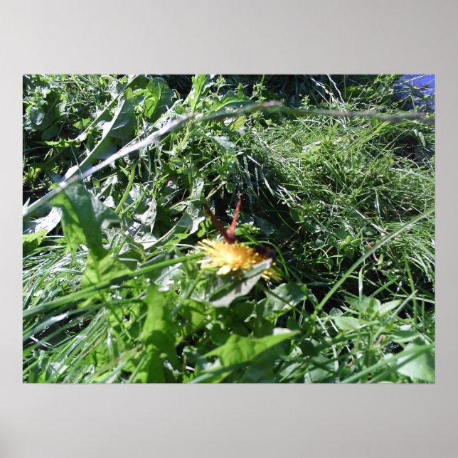 Garden Weeds Choking Garden Poster Print (Front)