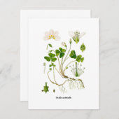 Gardener (Front/Back)