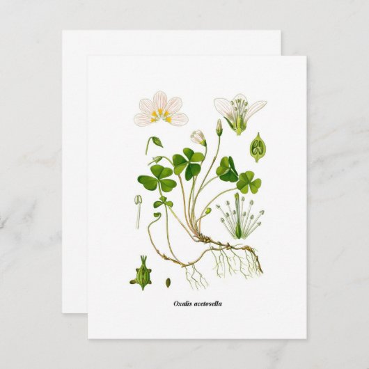 Gardener (Front/Back)