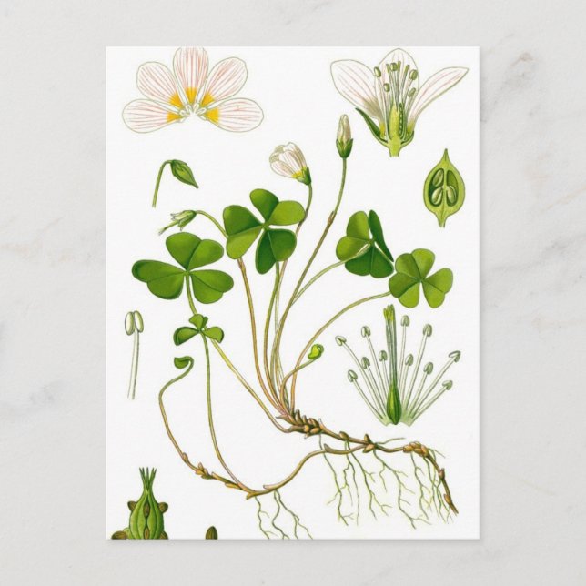 Gardener Postcard (Front)