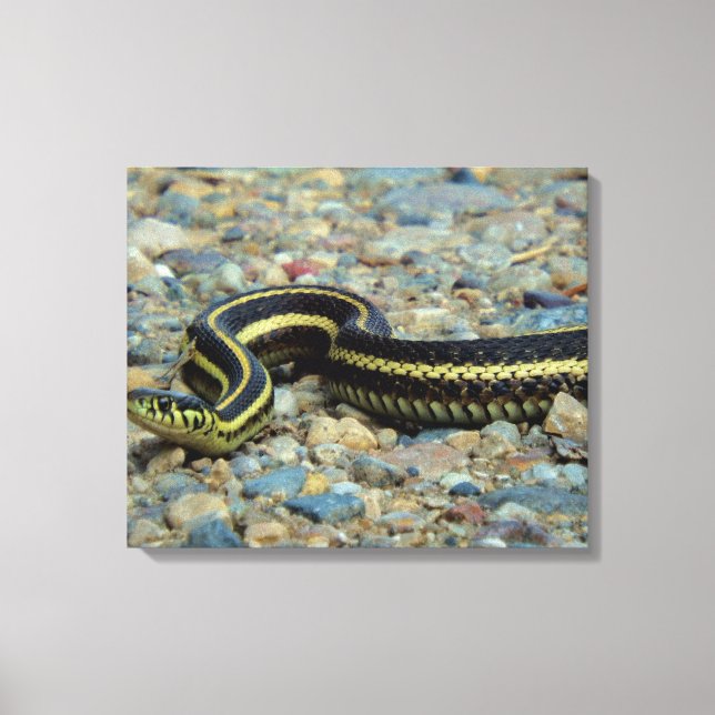 Gardener Snake Canvas Print (Front)