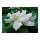 Gardenia (Front Horizontal)