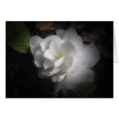 Gardenia (Front Horizontal)