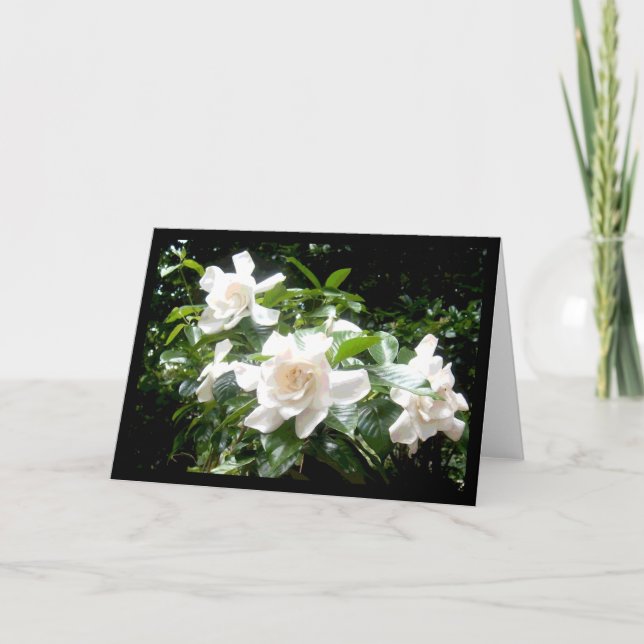 Gardenia, blank card (Front)