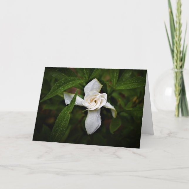 Gardenia, card (Front)