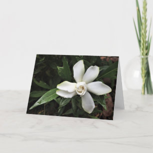 Gardenia, card