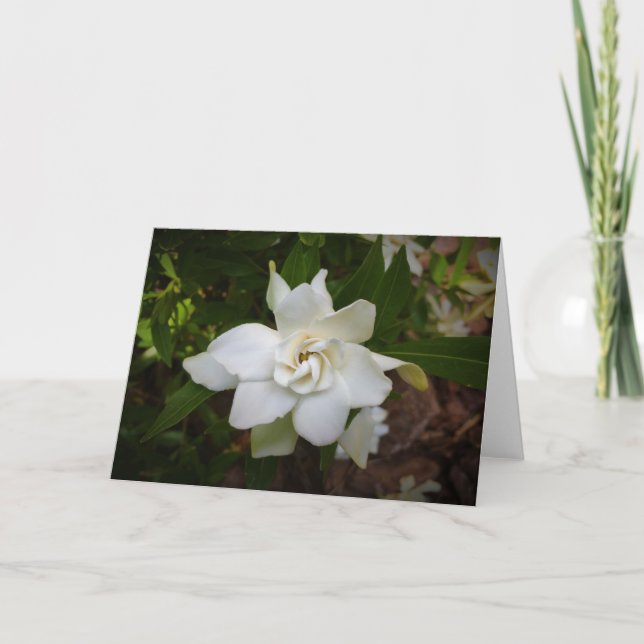 Gardenia, card (Front)