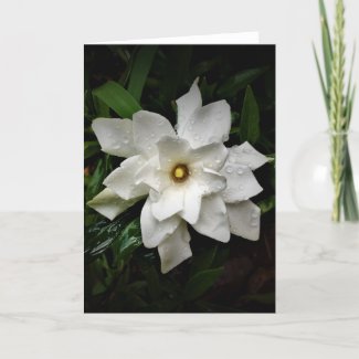 Gardenia, card