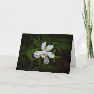 Gardenia, card