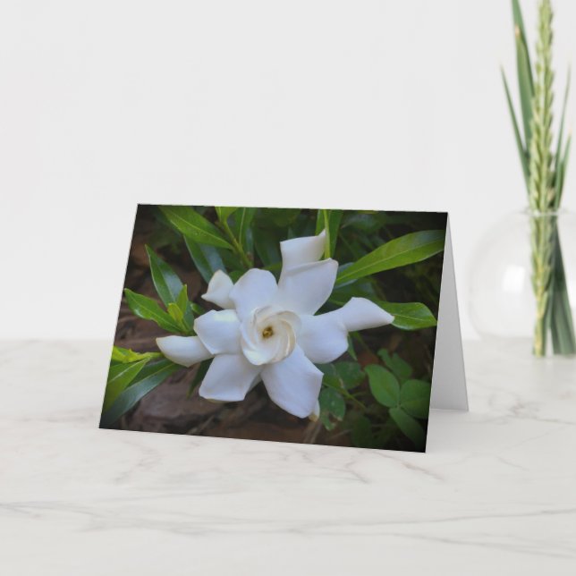 Gardenia, card (Front)