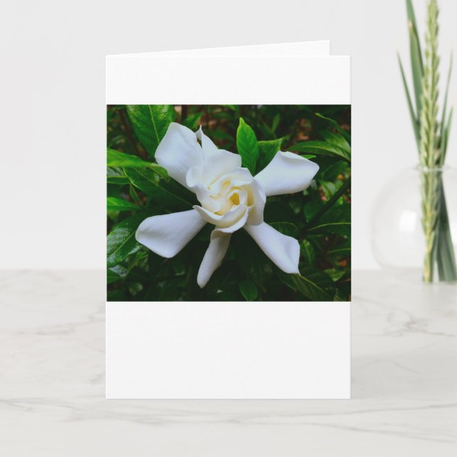 Gardenia, card (Front)